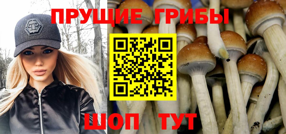 Псилоцибиновые грибы Psilocybe Зеленодольск