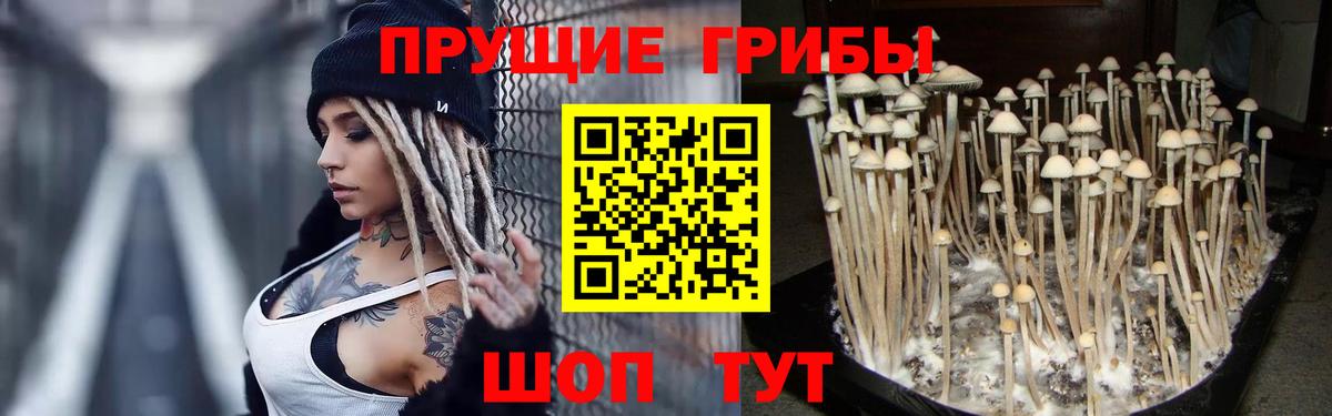 Зеленодольск  Псилоцибиновые грибы Cubensis  Вход с VPN 